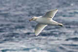 Image. Southern Giant Petrel