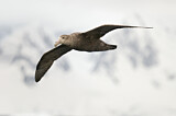 Image. Southern Giant Petrel