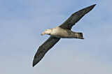 Image. Southern Giant Petrel