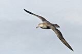 Image. Southern Giant Petrel