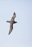 Image. Southern Giant Petrel