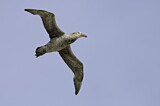 Image. Southern Giant Petrel