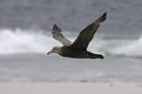 Image. Southern Giant Petrel