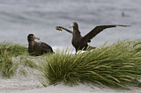 Image. Southern Giant Petrel