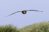 Image. Southern Giant Petrel