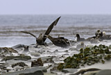 Image. Southern Giant Petrel