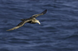 Image. Southern Giant Petrel