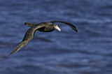 Image. Southern Giant Petrel