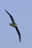 Image. Southern Giant Petrel