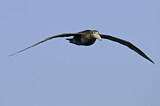 Image. Southern Giant Petrel