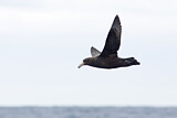 Image. Southern Giant Petrel