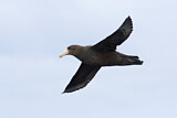 Image. Southern Giant Petrel