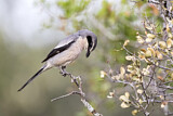 Image. Southern Grey Shrike