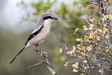 Image. Southern Grey Shrike