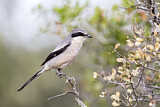 Image. Southern Grey Shrike