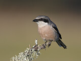 Image. Southern Grey Shrike