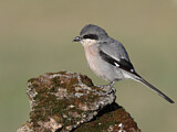 Image. Southern Grey Shrike