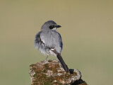 Image. Southern Grey Shrike