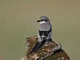 Image. Southern Grey Shrike