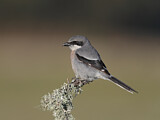 Image. Southern Grey Shrike