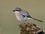 Image. Southern Grey Shrike