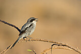 Image. Southern Grey Shrike