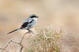 Image. Southern Grey Shrike