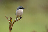 Image. Southern Grey Shrike