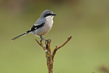 Image. Southern Grey Shrike