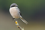 Image. Southern Grey Shrike