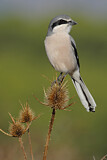 Image. Southern Grey Shrike