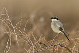 Image. Southern Grey Shrike