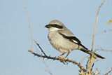 Image. Southern Grey Shrike