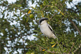 Image. Southern Grey Shrike