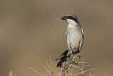 Image. Southern Grey Shrike