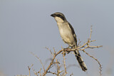 Image. Southern Grey Shrike