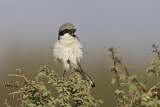 Image. Southern Grey Shrike