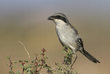 Image. Southern Grey Shrike