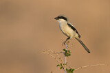Image. Southern Grey Shrike