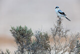 Image. Southern Grey Shrike