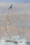 Image. Southern Grey Shrike