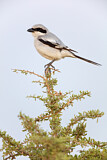 Image. Southern Grey Shrike