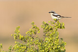 Image. Southern Grey Shrike