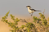 Image. Southern Grey Shrike