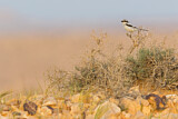 Image. Southern Grey Shrike