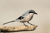 Image. Southern Grey Shrike