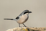 Image. Southern Grey Shrike