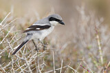 Image. Southern Grey Shrike