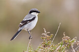 Image. Southern Grey Shrike