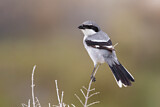 Image. Southern Grey Shrike